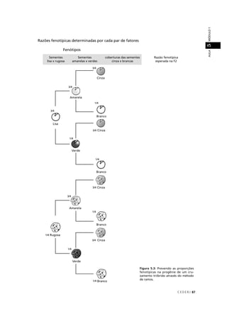 C E D E R J 87
AULAMÓDULO15
Figura 5.3: Prevendo as proporções
fenotípicas na progênie de um cru-
zamento triíbrido através do método
de ramos.
Razões fenotípicas determinadas por cada par de fatores
Fenótipos
Sementes
lisa x rugosa
Sementes
amarelas x verdes
coberturas das sementes
cinza x brancas
Razão fenotípica
esperada na F2
Branco
1/4
1/4
 