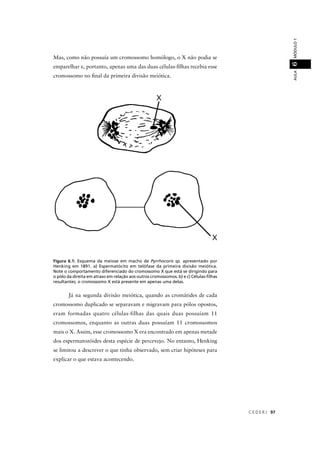 C E D E R J 97
AULAMÓDULO16
Figura 6.1: Esquema da meiose em macho de Pyrrhocoris sp. apresentado por
Henking em 1891. a) Espermatócito em telófase da primeira divisão meiótica.
Note o comportamento diferenciado do cromossomo X que está se dirigindo para
o pólo da direita em atraso em relação aos outros cromossomos. b) e c) Células-ﬁlhas
resultantes; o cromossomo X está presente em apenas uma delas.
Mas, como não possuía um cromossomo homólogo, o X não podia se
emparelhar e, portanto, apenas uma das duas células-ﬁlhas recebia esse
cromossomo no ﬁnal da primeira divisão meiótica.
Já na segunda divisão meiótica, quando as cromátides de cada
cromossomo duplicado se separavam e migravam para pólos opostos,
eram formadas quatro células-filhas das quais duas possuíam 11
cromossomos, enquanto as outras duas possuíam 11 cromossomos
mais o X. Assim, esse cromossomo X era encontrado em apenas metade
dos espermatozóides desta espécie de percevejo. No entanto, Henking
se limitou a descrever o que tinha observado, sem criar hipóteses para
explicar o que estava acontecendo.
 
