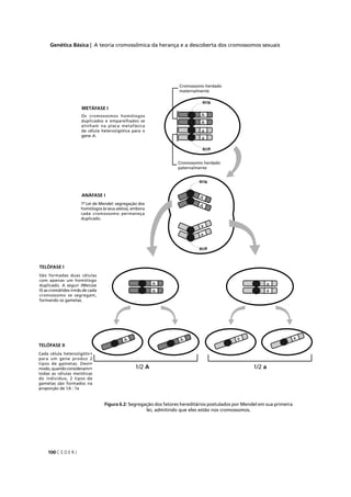 Genética Básica | A teoria cromossômica da herança e a descoberta dos cromossomos sexuais
C E D E R J100
Os
dup
alin
da c
gene
1ª Le
hom
cada
dupl
ANÁ
MET
São formadas duas célu
com apenas um homólo
duplicado. A seguir (Mei
II) as cromátides-irmãs de c
cromossomo se segrega
formando os gametas.
TELÓFASE I
Cada célula heterozigótic
para um gene produz
tipos de gametas. Dest
modo, quando consideramos
todas as células meióticas
do indivíduo, 2 tipos de
gametas são formados na
proporção de 1A : 1a
TELÓFASE II
Figura 6.2: Segregação dos fatores hereditários postulados por Mendel em sua primeira
lei, admitindo que eles estão nos cromossomos.
 