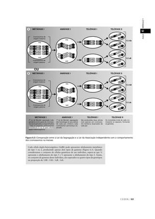 C E D E R J 101
AULAMÓDULO16
Figura 6.3: Comparação entre a Lei da Segregação e a Lei da Associação Independente com o comportamento
dos cromossomos na meiose.
Cada célula duplo-heterozigótica (AaBb) pode apresentar alinhamento metafásico
do tipo 1 ou 2, produzindo apenas dois tipos de gametas (Figura 6.3). Quando
consideramos o conjunto de células gaméticas de um indivíduo, espera-se que ½
apresente o alinhamento do tipo 1 e ½ apresente o alinhamento do tipo 2. Assim,
no conjunto de gametas desse indivíduo, são esperados os quatro tipos de genótipos
na proporção de 1AB : 1Ab : 1aB : 1ab.
 