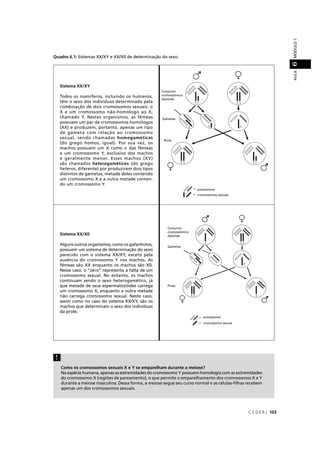 C E D E R J 103
AULAMÓDULO16
Quadro 6.1: Sistemas XX/XY e XX/X0 de determinação do sexo.
Sistema XX/XY
Todos os mamíferos, incluindo os humanos,
têm o sexo dos indivíduos determinado pela
combinação de dois cromossomos sexuais: o
X e um cromossomo não-homólogo ao X,
chamado Y. Nestes organismos, as fêmeas
possuem um par de cromossomos homólogos
(XX) e produzem, portanto, apenas um tipo
de gameta com relação ao cromossomo
sexual, sendo chamadas homogaméticas
(do grego homos, igual). Por sua vez, os
machos possuem um X como o das fêmeas
e um cromossomo Y, exclusivo dos machos
e geralmente menor. Esses machos (XY)
são chamados heterogaméticos (do grego
heteros, diferente) por produzirem dois tipos
distintos de gametas, metade deles contendo
um cromossomo X e a outra metade conten-
do um cromossomo Y.
Sistema XX/X0
Alguns outros organismos, como os gafanhotos,
possuem um sistema de determinação do sexo
parecido com o sistema XX/XY, exceto pela
ausência do cromossomo Y nos machos. As
fêmeas são XX enquanto os machos são X0.
Nesse caso, o “zero” representa a falta de um
cromossomo sexual. No entanto, os machos
continuam sendo o sexo heterogamético, já
que metade de seus espermatozóides carrega
um cromossomo X, enquanto a outra metade
não carrega cromossomo sexual. Neste caso,
assim como no caso do sistema XX/XY, são os
machos que determinam o sexo dos indivíduos
da prole.
Como os cromossomos sexuais X e Y se emparelham durante a meiose?
Na espécie humana, apenas as extremidades do cromossomo Y possuem homologia com as extremidades
do cromossomo X (regiões de pareamento), o que permite o emparelhamento dos cromossomos X e Y
durante a meiose masculina. Dessa forma, a meiose segue seu curso normal e as células-ﬁlhas recebem
apenas um dos cromossomos sexuais.
!
Co
cro
dip
Ga
P
Conjun
cromos
diplóid
Gamet
Prole
 