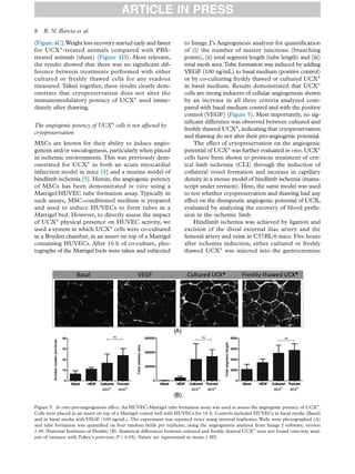 (Figure 4C).Weight loss recovery started early and faster
for UCX®
-treated animals compared with PBS-
treated animals (sham) (Figure 4D). Most relevant,
the results showed that there was no signiﬁcant dif-
ference between treatments performed with either
cultured or freshly thawed cells for any readout
measured.Taken together, these results clearly dem-
onstrate that cryopreservation does not alter the
immunomodulatory potency of UCX®
used imme-
diately after thawing.
The angiogenic potency of UCX®
cells is not affected by
cryopreservation
MSCs are known for their ability to induce angio-
genesis and/or vasculogenesis, particularly when placed
in ischemic environments. This was previously dem-
onstrated for UCX®
in both an acute myocardial
infarction model in mice [4] and a murine model of
hindlimb ischemia [5]. Herein, the angiogenic potency
of MSCs has been demonstrated in vitro using a
Matrigel/HUVEC tube formation assay. Typically in
such assays, MSC-conditioned medium is prepared
and used to induce HUVECs to form tubes in a
Matrigel bed. However, to directly assess the impact
of UCX®
physical presence on HUVEC activity, we
used a system in which UCX®
cells were co-cultured
in a Boyden chamber, in an insert on top of a Matrigel
containing HUVECs. After 16 h of co-culture, pho-
tographs of the Matrigel beds were taken and subjected
to Image J’s Angiogenesis analyzer for quantiﬁcation
of (i) the number of master junctions (branching
points), (ii) total segment length (tube length) and (iii)
total mesh area.Tube formation was induced by adding
VEGF (100 ng/mL) to basal medium (positive control)
or by co-culturing freshly thawed or cultured UCX®
in basal medium. Results demonstrated that UCX®
cells are strong inducers of cellular angiogenesis shown
by an increase in all three criteria analyzed com-
pared with basal medium control and with the positive
control (VEGF) (Figure 5). Most importantly, no sig-
niﬁcant difference was observed between cultured and
freshly thawed UCX®
, indicating that cryopreservation
and thawing do not alter their pro-angiogenic potential.
The effect of cryopreservation on the angiogenic
potential of UCX®
was further evaluated in vivo. UCX®
cells have been shown to promote treatment of crit-
ical limb ischemia (CLI) through the induction of
collateral vessel formation and increase in capillary
density in a mouse model of hindlimb ischemia (manu-
script under revision). Here, the same model was used
to test whether cryopreservation and thawing had any
effect on the therapeutic angiogenic potential of UCX,
evaluated by analyzing the recovery of blood perfu-
sion in the ischemic limb.
Hindlimb ischemia was achieved by ligation and
excision of the distal external iliac artery and the
femoral artery and veins in C57BL/6 mice. Five hours
after ischemia induction, either cultured or freshly
thawed UCX®
was injected into the gastrocnemius
Figure 5. In vitro pro-angiogenesis effect. An HUVEC-Matrigel tube formation assay was used to assess the angiogenic potency of UCX®
.
Cells were placed in an insert on top of a Matrigel coated well with HUVECs for 16 h. Controls included HUVECs in basal media (Basal)
and in basal media with VEGF (100 ng/mL). The experiment was repeated twice using internal triplicates. Wells were photographed (A)
and tube formation was quantiﬁed on four random ﬁelds per replicate, using the angiogenesis analyser from Image J software, version
1.49 (National Institutes of Health) (B). Statistical differences between cultured and freshly thawed UCX®
were not found (one-way anal-
ysis of variance with Tukey’s post-test; P < 0.05). Values are represented as mean ± SD.
ARTICLE IN PRESS
8 R. N. Bárcia et al.
 