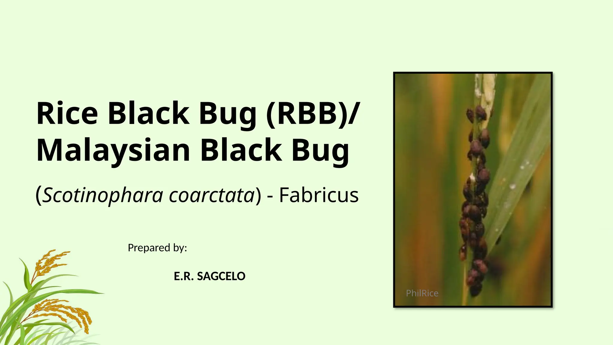 Tice Bug Rice Black Bug and Its Management Options.pptx