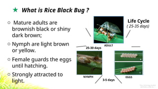 Rice Black Bug and Its Management Options.pptx