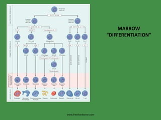 MARROW “ DIFFERENTIATION” www.freelivedoctor.com 