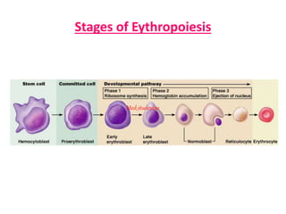 Stages of Eythropoiesis
Med_students0
 