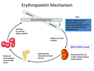 Erythropoietin Mechanism
Reduces O2 levels
in blood
Erythropoietin
stimulates red bone
marrow
Enhanced
erythropoiesis
increases RBC
count
Normal blood oxygen levels Stimulus: Hypoxia due to
decreased RBC count,
decreased availability of O2 to
blood, or increased tissue
demands for O2
Start
Kidney (and liver to a
smaller extent) releases
erythropoietin
Increases
O2-carrying
ability of blood
90% of EPO is renal
 