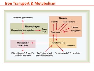 Iron Transport & Metabolism
 