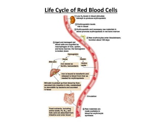 Life Cycle of Red Blood Cells
 