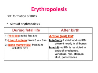 Erythropoiesis
Def: formation of RBCs
• Sites of erythropoiesis
After birthDuring fetal life
Active (red) BM:
In infancy & childhood red BM
present nearly in all bones
In adult red BM is restricted in
ends of long bones,
vertebrae, ribs, sternum,
skull, pelvic bones
1) Yolk sac: in the first 6 w
2) Liver & spleen: from 6 w – 6 m
3) Bone marrow BM: from 6 m
until after birth
 