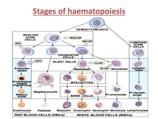 Stages of haematopoiesis
 
