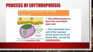 PROCESS OF ERYTHROPOIESIS
 