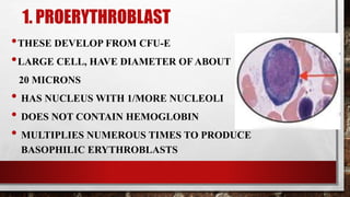 1. PROERYTHROBLAST
•THESE DEVELOP FROM CFU-E
•LARGE CELL, HAVE DIAMETER OF ABOUT
20 MICRONS
• HAS NUCLEUS WITH 1/MORE NUCLEOLI
• DOES NOT CONTAIN HEMOGLOBIN
• MULTIPLIES NUMEROUS TIMES TO PRODUCE
BASOPHILIC ERYTHROBLASTS
 