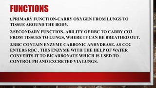 FUNCTIONS
1. PRIMARY FUNCTION-CARRY OXYGEN FROM LUNGS TO
TISSUE AROUND THE BODY.
2.SECONDARY FUNCTION- ABILITY OF RBC TO CARRY CO2
FROM TISSUES TO LUNGS, WHERE IT CAN BE BREATHED OUT.
3.RBC CONTAIN ENZYME CARBONIC ANHYDRASE. AS CO2
ENTERS RBC , THIS ENZYME WITH THE HELP OF WATER
CONVERTS IT TO BICARBONATE WHICH IS USED TO
CONTROL PH AND EXCRETED VIA LUNGS.
 