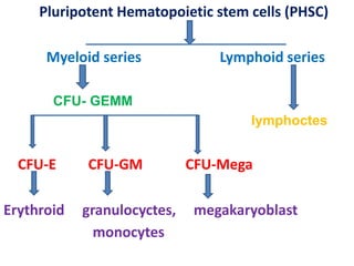 Erythroid granulocyctes, megakaryoblast
monocytes
Pluripotent Hematopoietic stem cells (PHSC)
Myeloid series Lymphoid series
CFU- GEMM
lymphoctes
CFU-E CFU-GM CFU-Mega
 