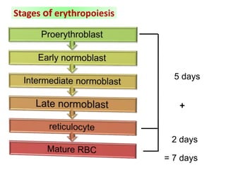 = 7 days
+
5 days
2 days
Stages of erythropoiesis
 