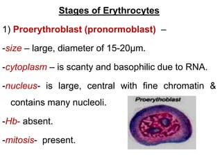 Stages of Erythrocytes
1) Proerythroblast (pronormoblast) –
-size – large, diameter of 15-20µm.
-cytoplasm – is scanty and basophilic due to RNA.
-nucleus- is large, central with fine chromatin &
contains many nucleoli.
-Hb- absent.
-mitosis- present.
 