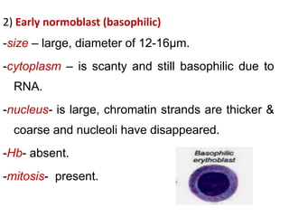 2) Early normoblast (basophilic)
-size – large, diameter of 12-16µm.
-cytoplasm – is scanty and still basophilic due to
RNA.
-nucleus- is large, chromatin strands are thicker &
coarse and nucleoli have disappeared.
-Hb- absent.
-mitosis- present.
 