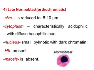 4) Late Normoblast(orthochromatic)
-size – is reduced to 8-10 µm.
-cytoplasm – characteristically acidophilic
with diffuse basophilic hue.
-nucleus- small, pyknotic with dark chromatin.
-Hb- present.
-mitosis- is absent.
 