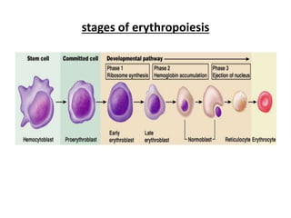 stages of erythropoiesis
 
