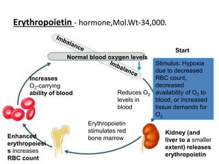 Erythropoietin - hormone,Mol.Wt-34,000.
Figure 17.6
Reduces O2
levels in
blood
Erythropoietin
stimulates red
bone marrow
Enhanced
erythropoiesi
s increases
RBC count
Normal blood oxygen levels
Stimulus: Hypoxia
due to decreased
RBC count,
decreased
availability of O2 to
blood, or increased
tissue demands for
O2
Start
Kidney (and
liver to a smaller
extent) releases
erythropoietin
Increases
O2-carrying
ability of blood
 