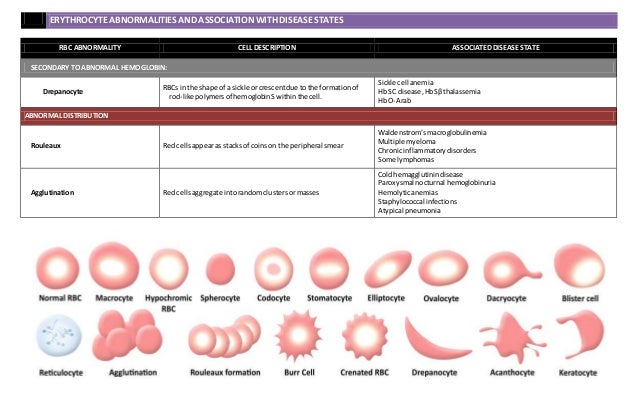 rbc morphology abnormal