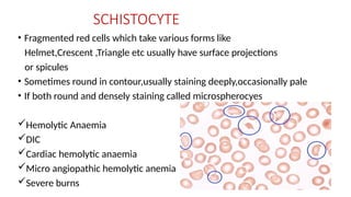 rbc ajin (1).pptx rbc morphology, morphology | PPTX