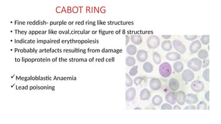 rbc ajin (1).pptx rbc morphology, morphology | PPTX