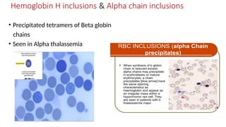 rbc ajin (1).pptx rbc morphology, morphology | PPTX