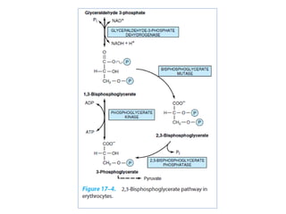 Rbc and wbc metabolism | PDF
