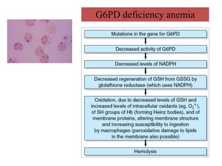 Rbc and wbc metabolism | PDF