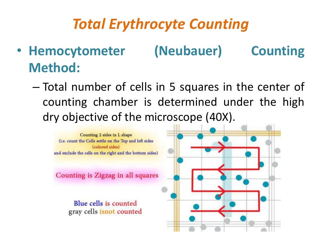 RBC Count And WBC Count