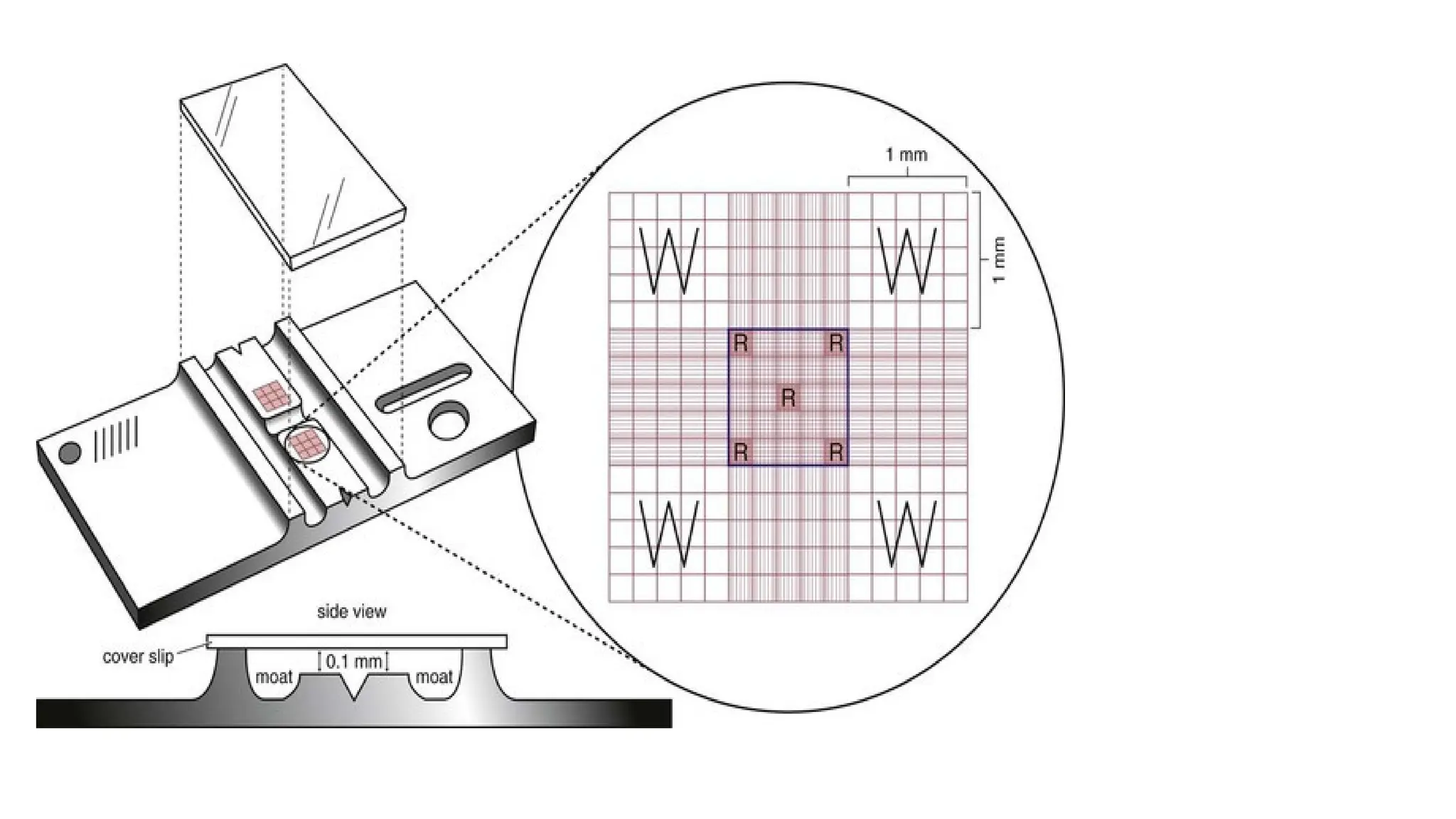 RBC COUNT USING HEMOCYTOMETER.pptx presenting by dr Sangeeta swat | PPTX