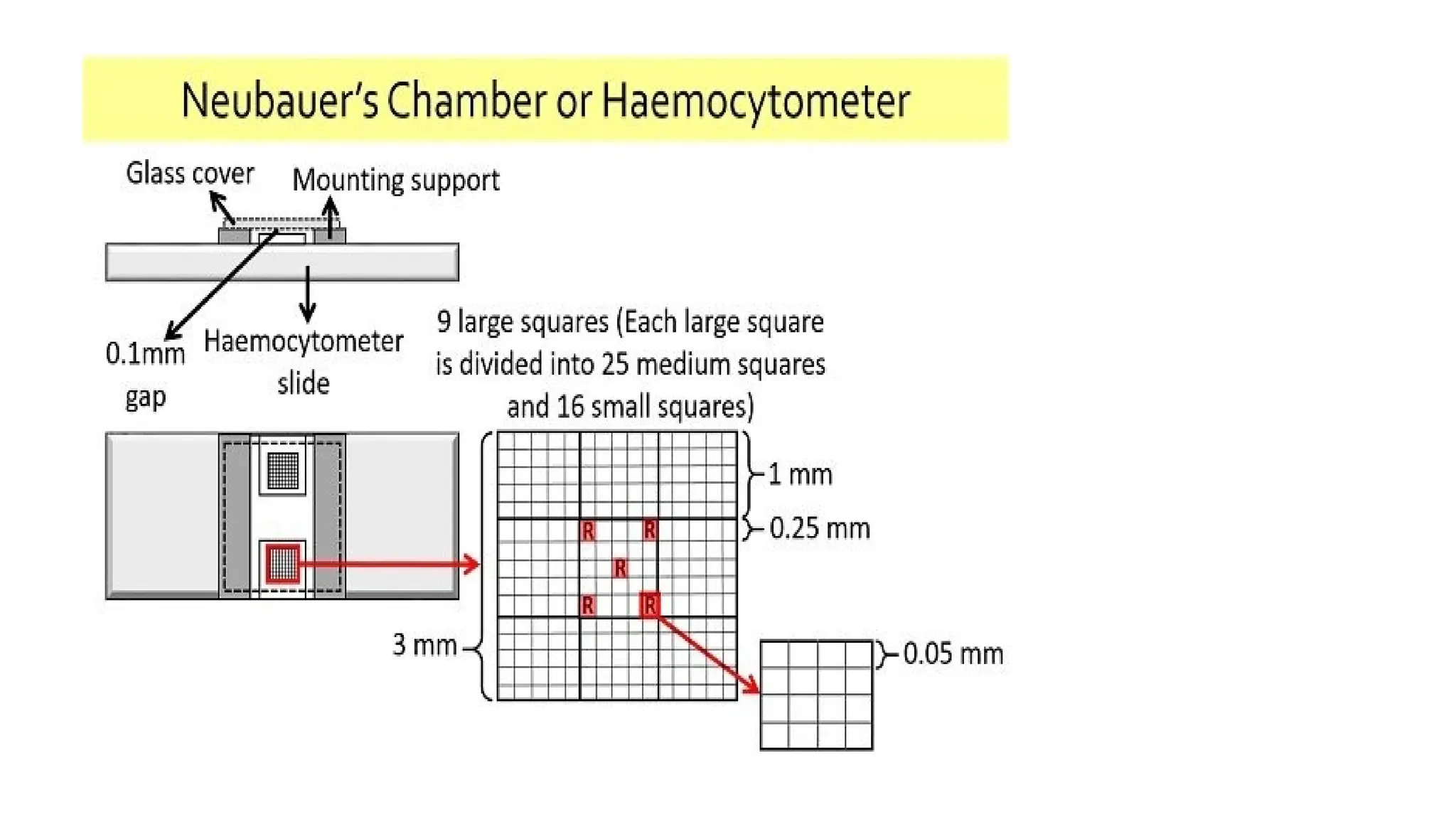 RBC COUNT USING HEMOCYTOMETER.pptx presenting by dr Sangeeta swat | PPTX