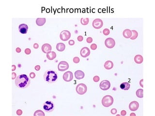 Polychromatic Rbc
