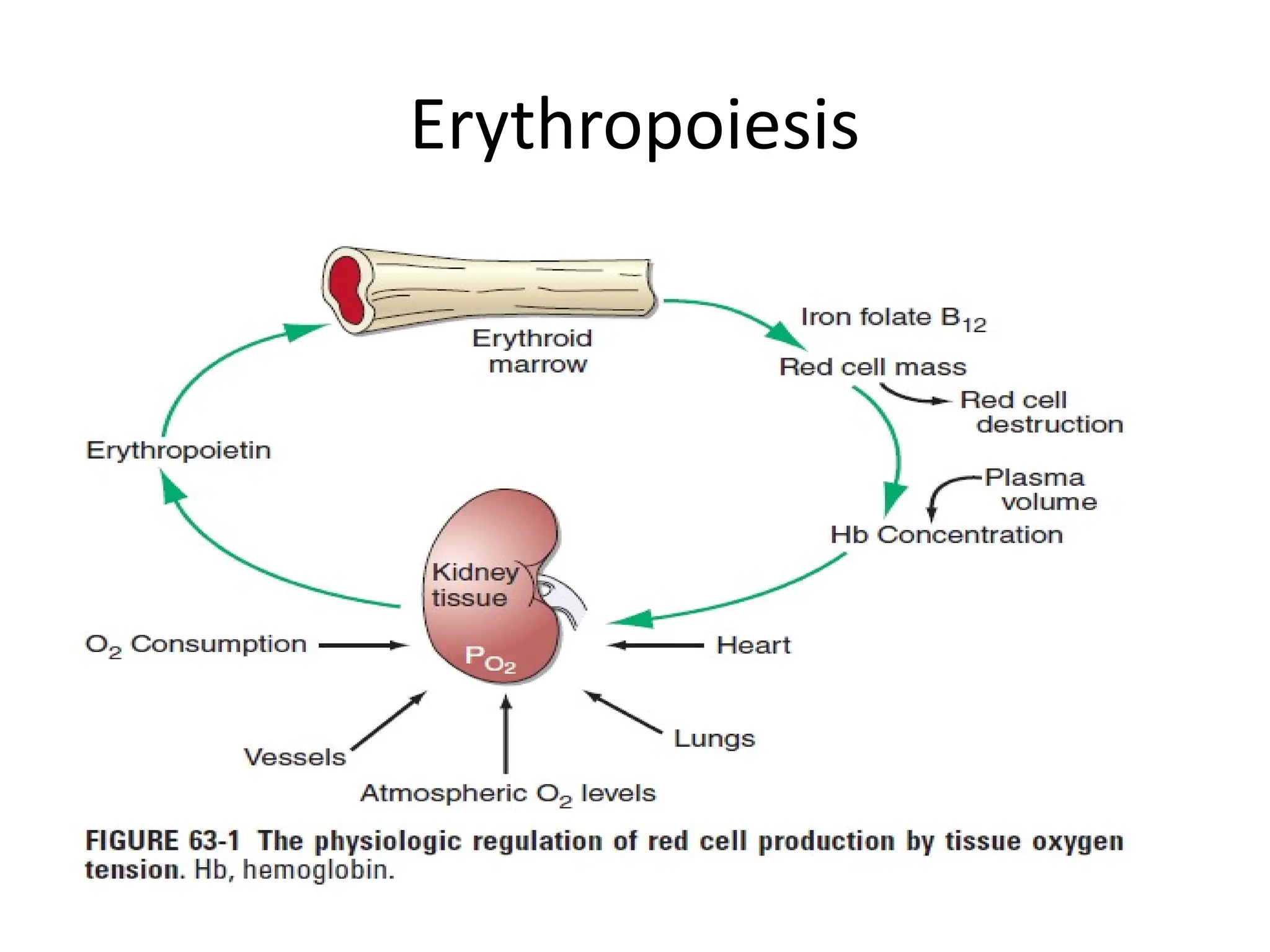 Approach to RBC disorders, anemia microcytic | PPT