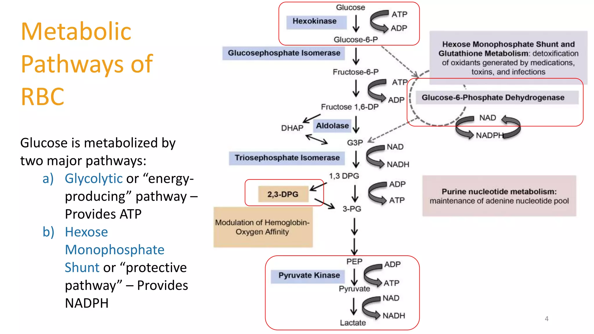 john's wort glutathione Mechanisms of hepatocellular toxicity associated with the components of St.  John's Wort extract hypericin and hyperforin in HepG2 and HepaRG cells