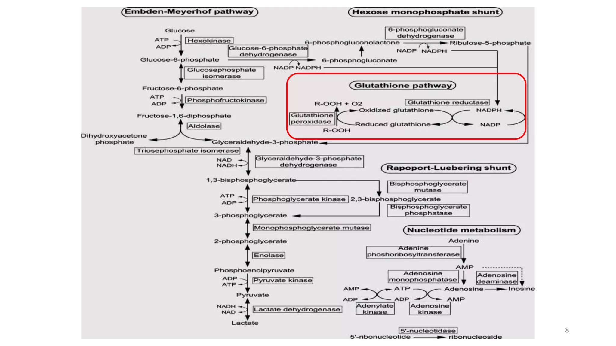Metabolism of RBC and RBC Enzymopathies | PPTX