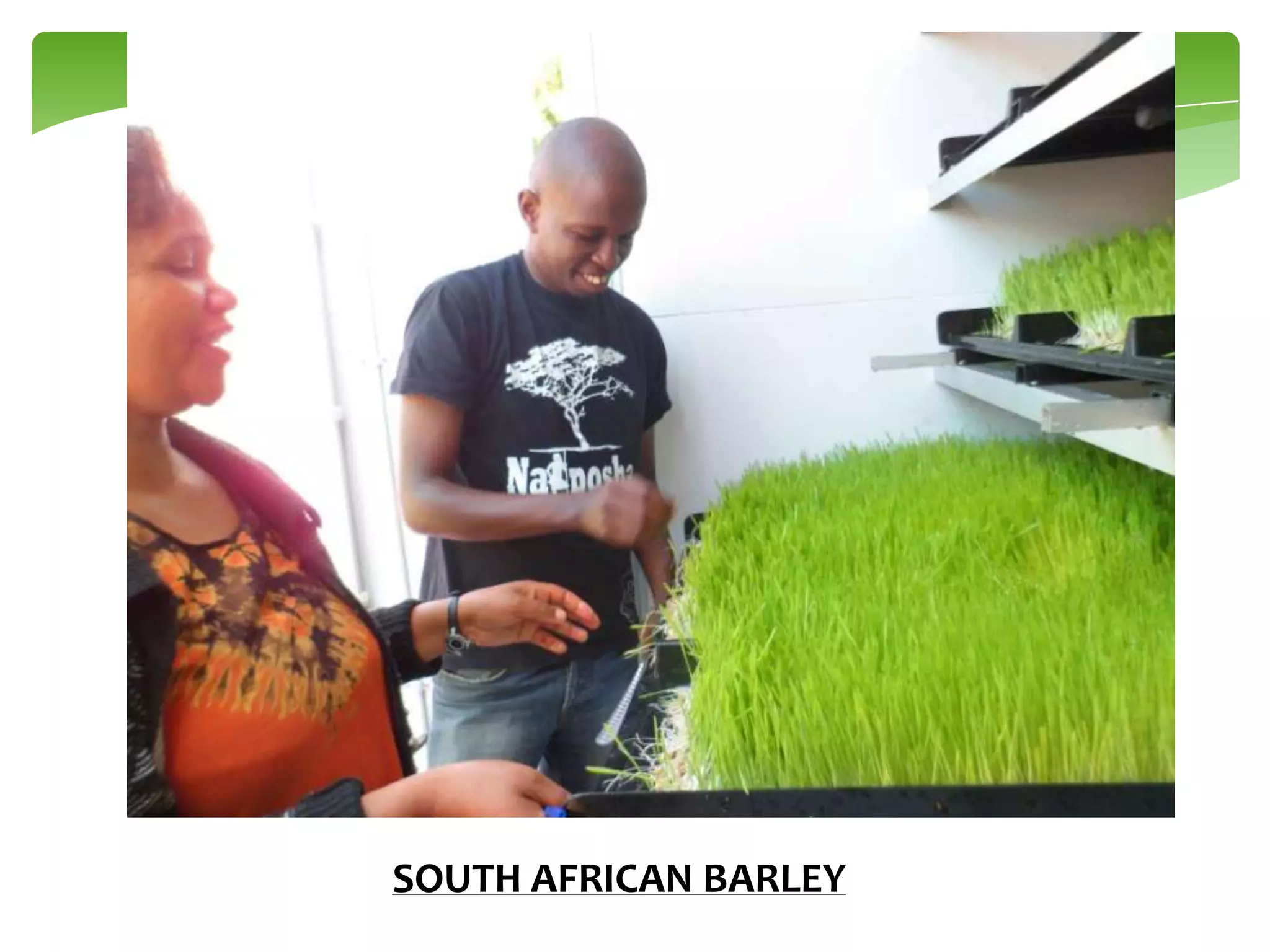 SOUTH AFRICAN BARLEY

 