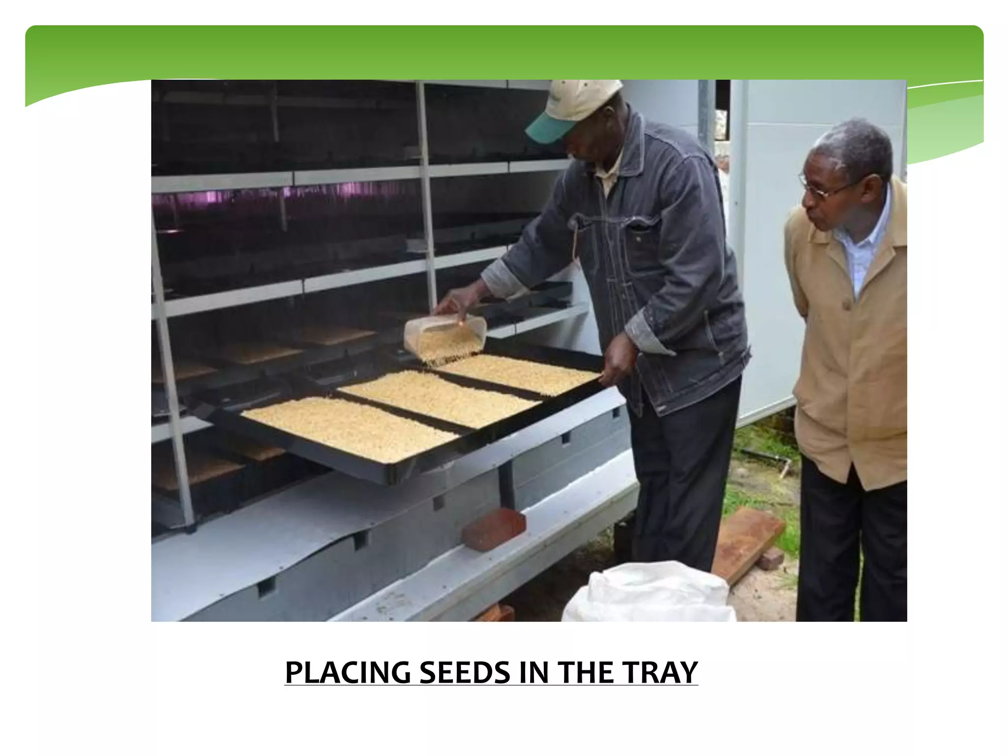 PLACING SEEDS IN THE TRAY

 