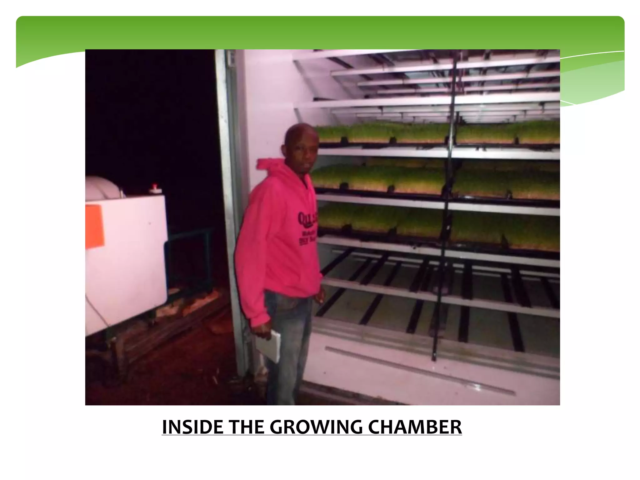 INSIDE THE GROWING CHAMBER

 