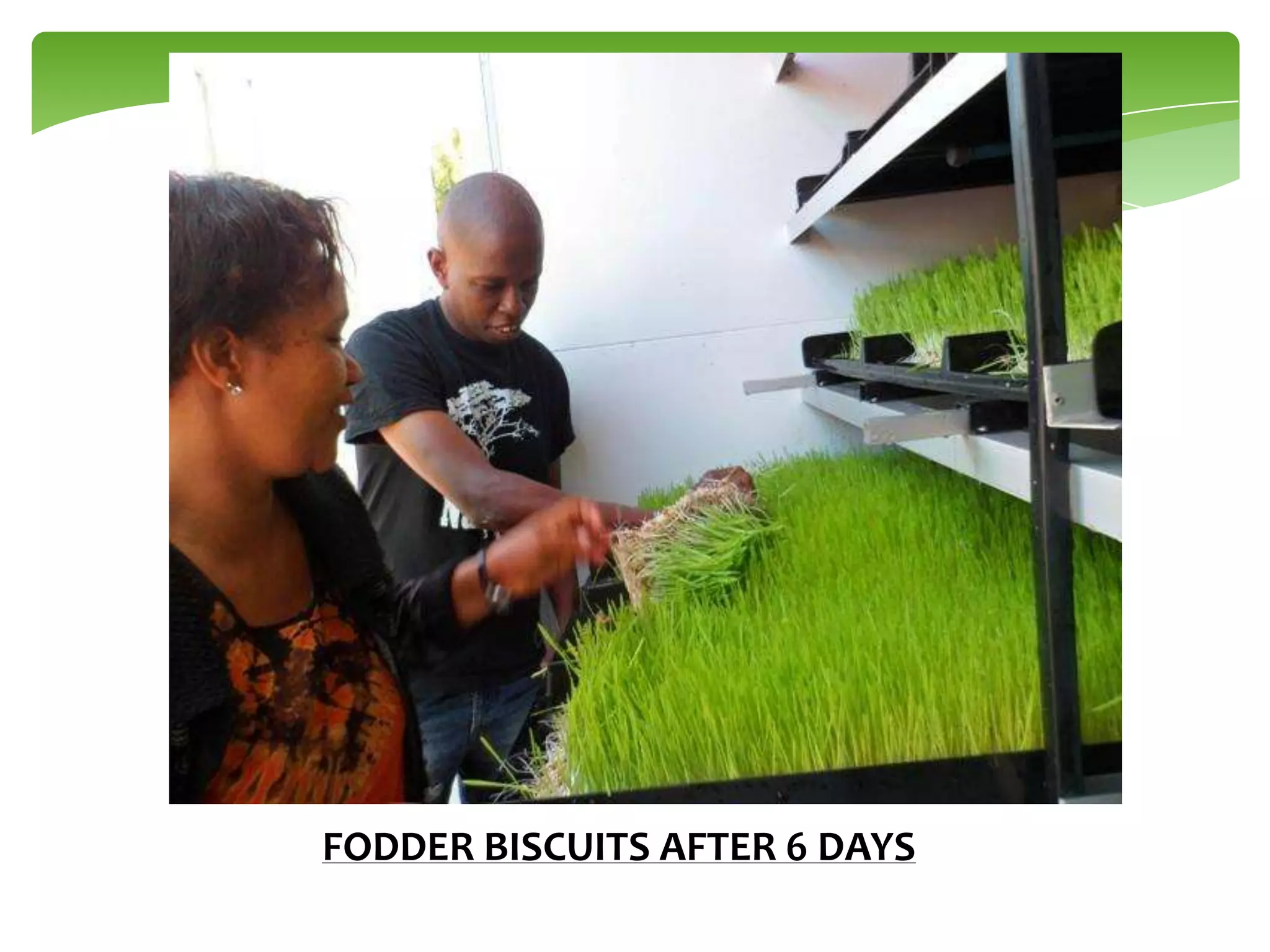 FODDER BISCUITS AFTER 6 DAYS

 