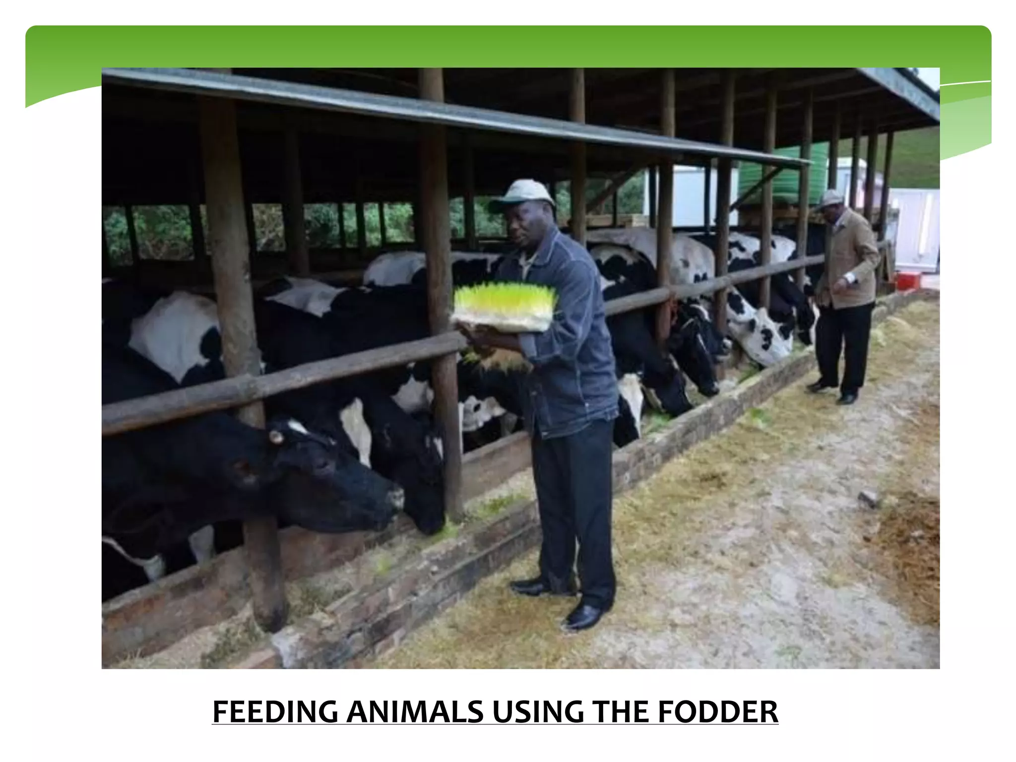 FEEDING ANIMALS USING THE FODDER

 