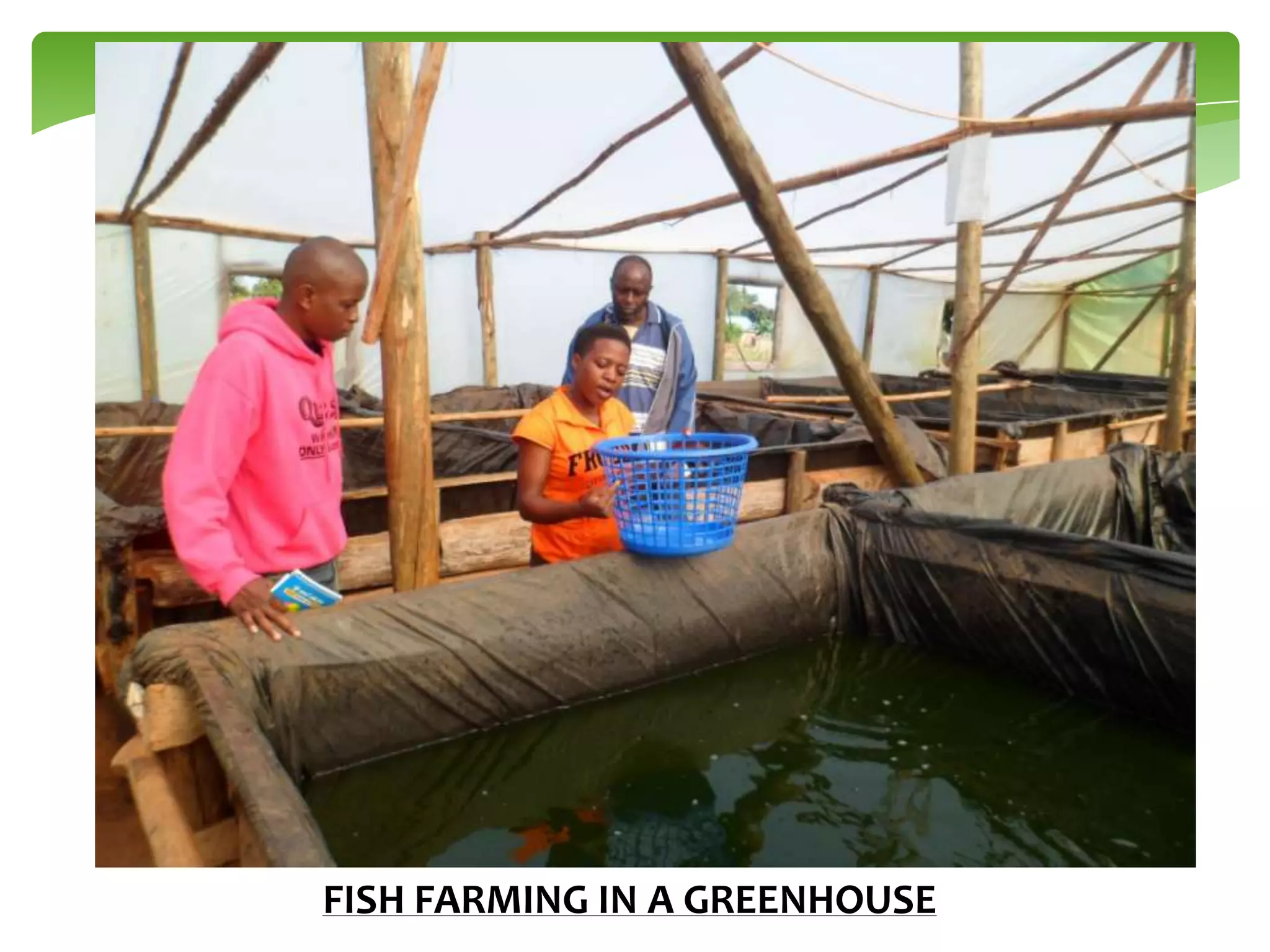 FISH FARMING IN A GREENHOUSE

 