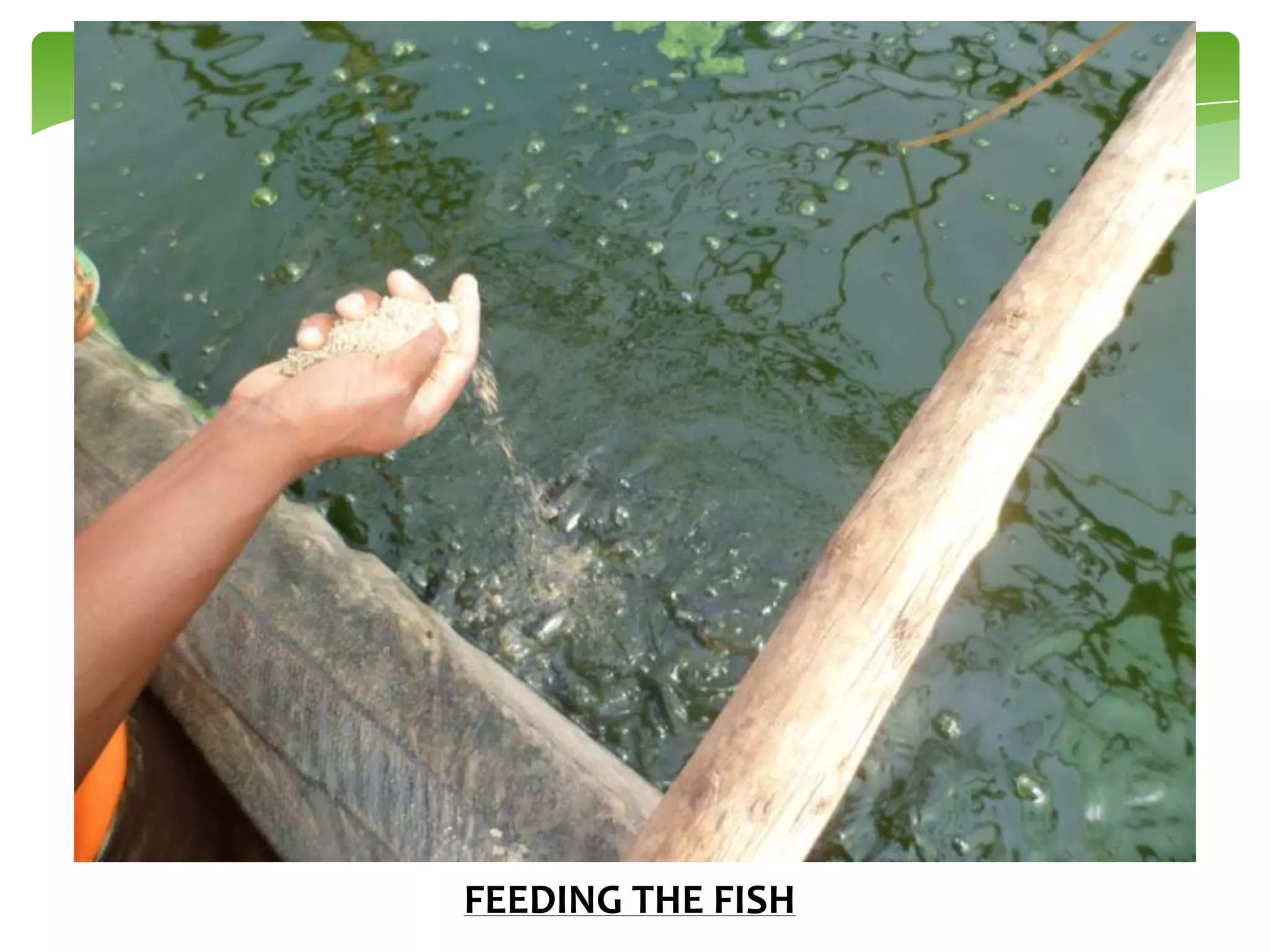 FEEDING THE FISH

 