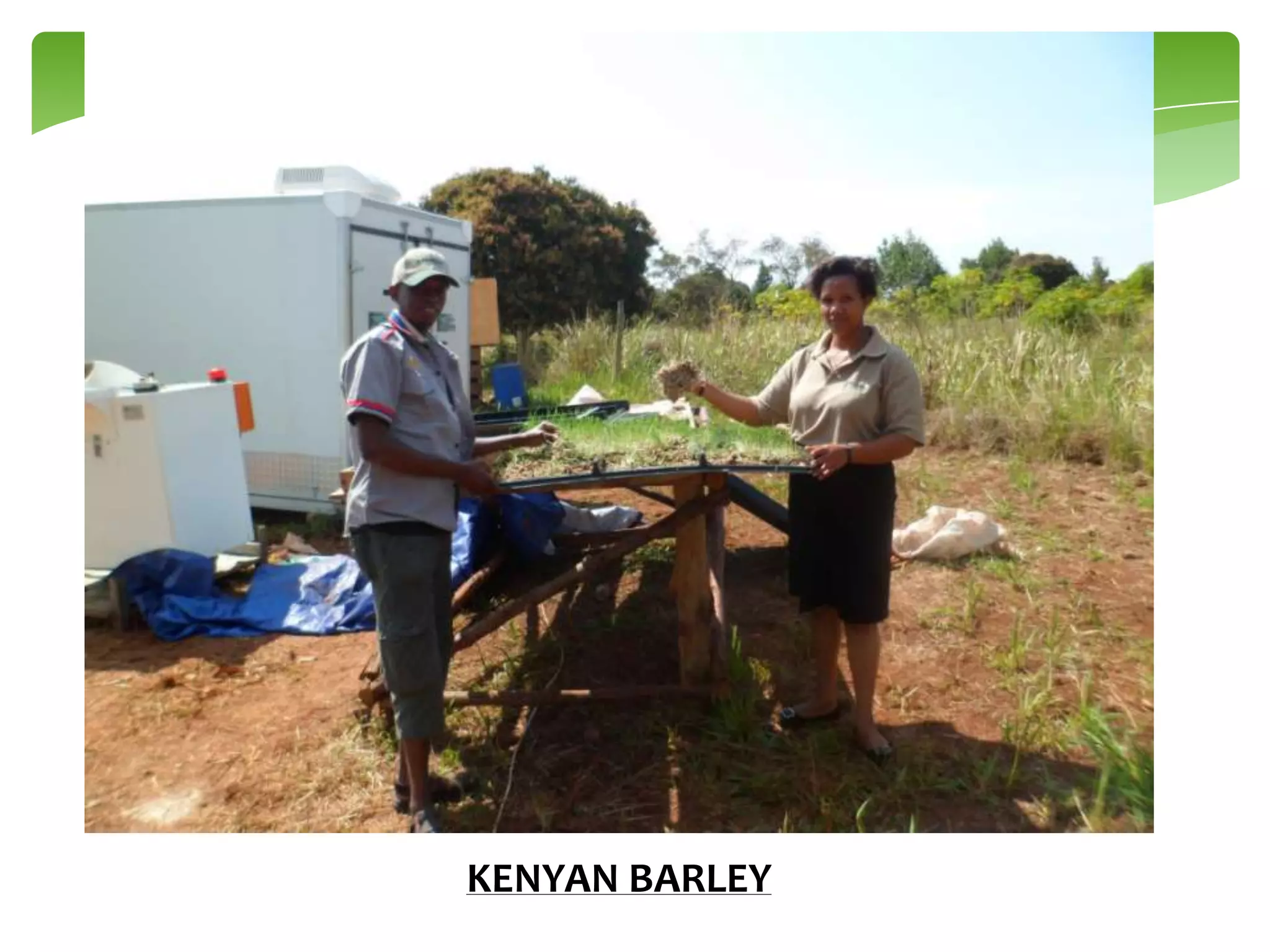 KENYAN BARLEY

 