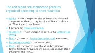 Rhag Protein Rbc Rbc membrane | PPTX