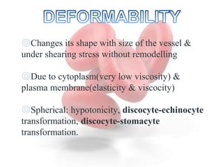 Rbc membrane | PPTX