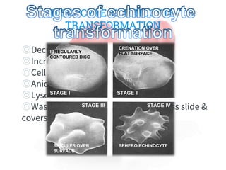 Rbc membrane | PPTX