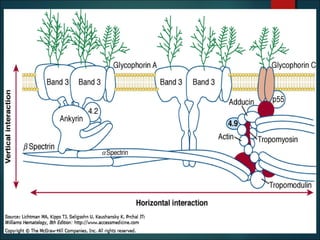 Cell Membrane Defect RBC Membrane Defects | PPT